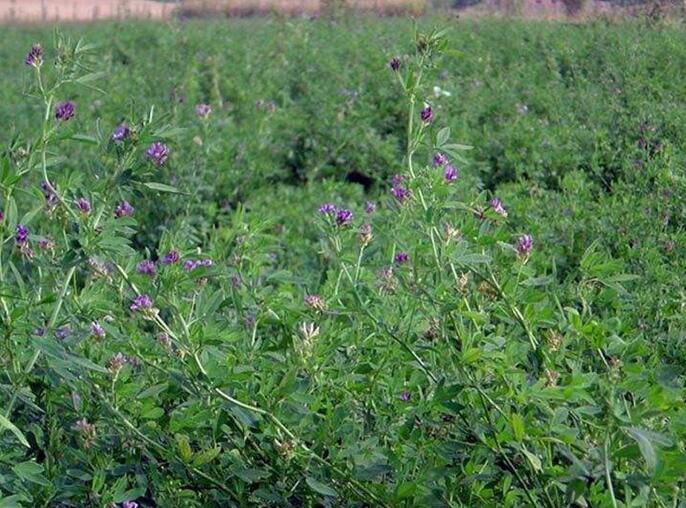 1651544544186501.jpg 1651544544186501.jpg