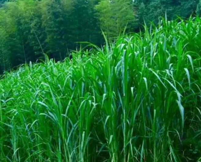 1651544544693371.jpg 1651544544693371.jpg