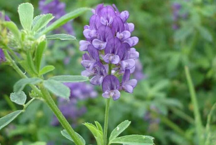 1652243250465865.jpg 1652243250465865.jpg