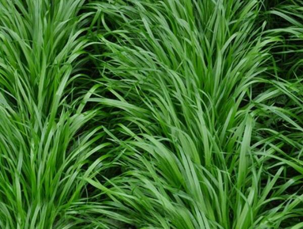 1652243615659418.jpg 1652243615659418.jpg