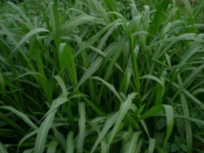 1653799323266571.jpg 1653799323266571.jpg