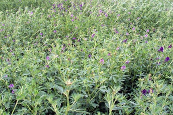 1653800794445296.jpg 1653800794445296.jpg