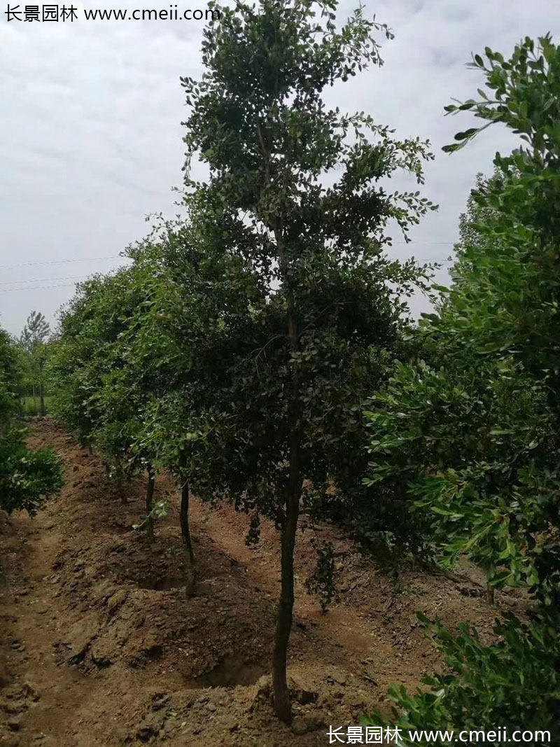 小葉黃楊樹(shù) 小葉黃楊樹(shù)