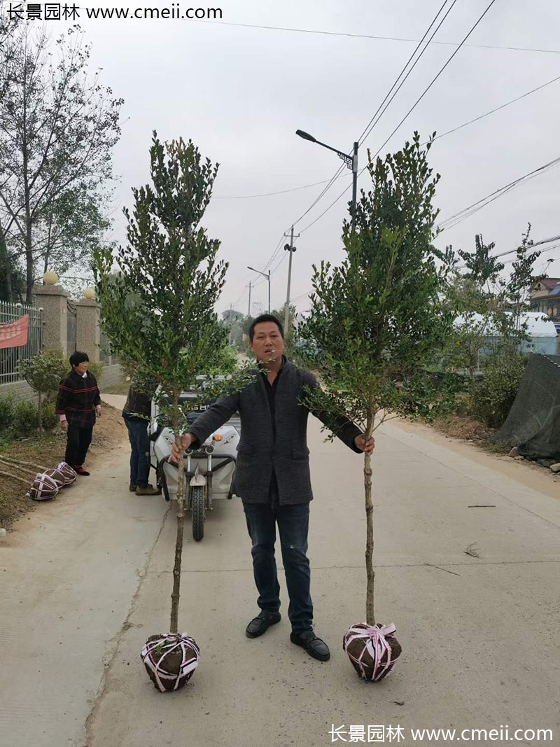 小葉黃楊樹(shù) 小葉黃楊樹(shù)