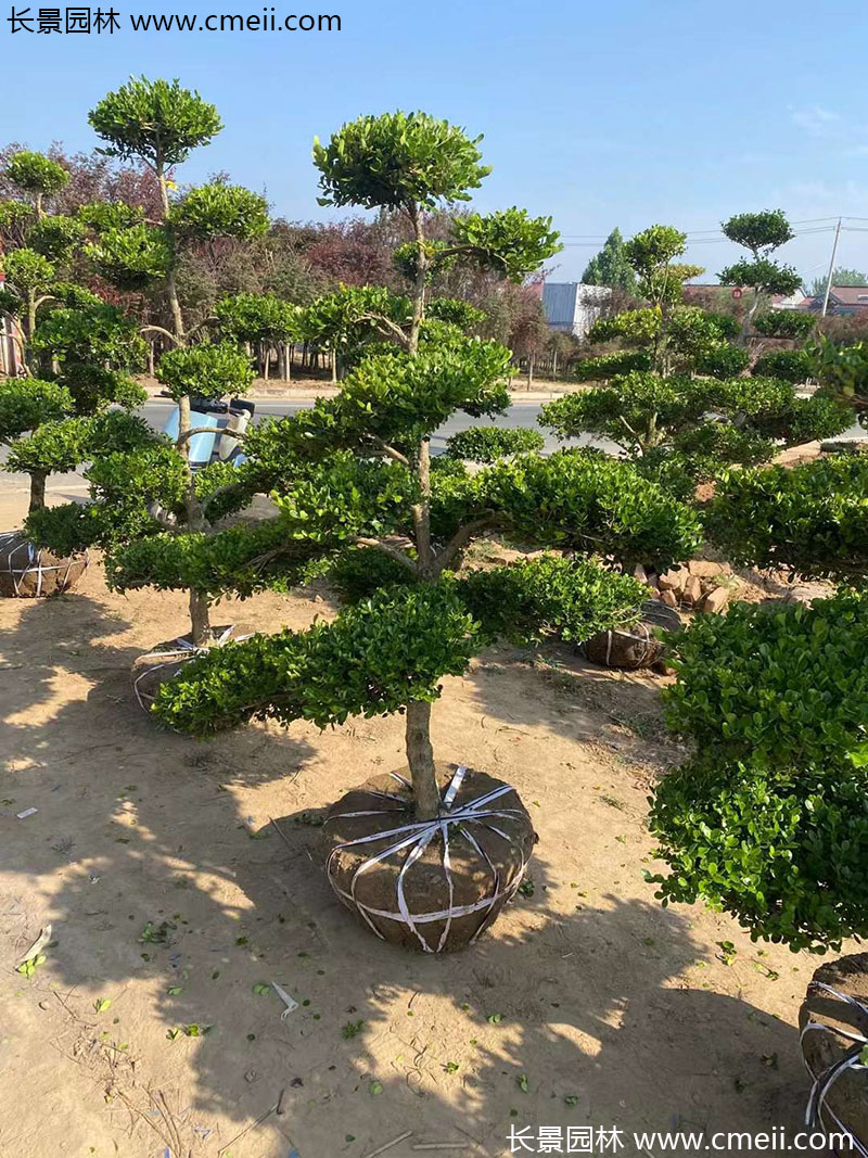 瓜子黃楊小葉黃楊造型樹(shù) 瓜子黃楊小葉黃楊造型樹(shù)