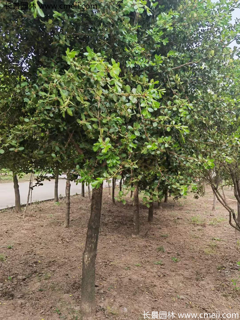 小葉黃楊樹(shù) 小葉黃楊樹(shù)