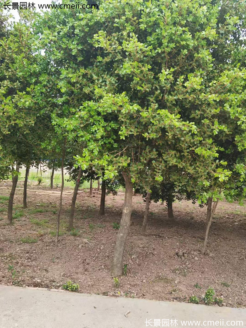 小葉黃楊樹(shù) 小葉黃楊樹(shù)