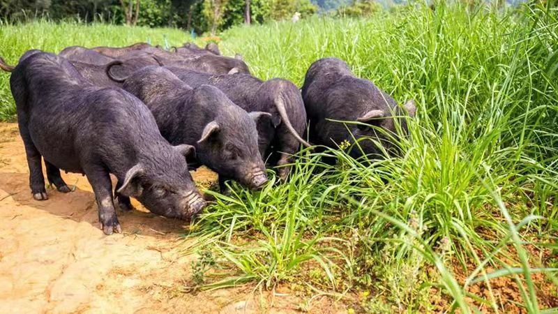 1660893894873268.jpg 豬吃草.jpg