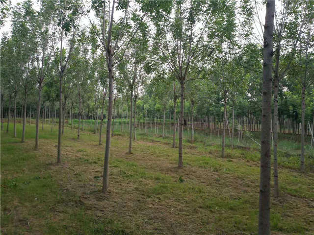 沭陽長景園林速生白蠟種植基地實拍圖片
