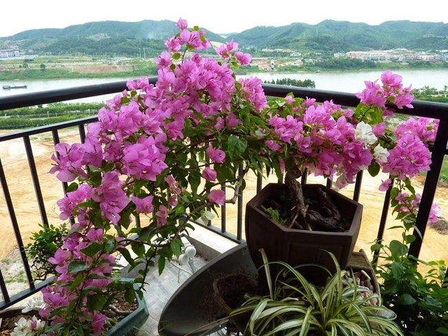 室內三角梅不開花解決方法.jpg