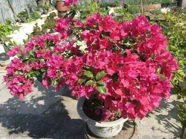 三角梅不開花補救措施.jpg