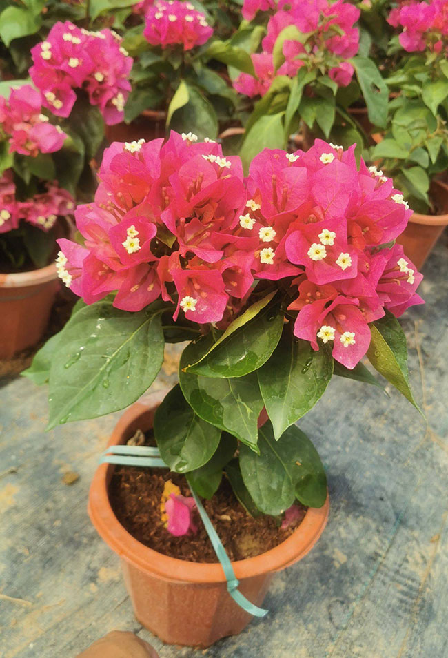 重瓣大紅三角梅 重瓣大紅三角梅