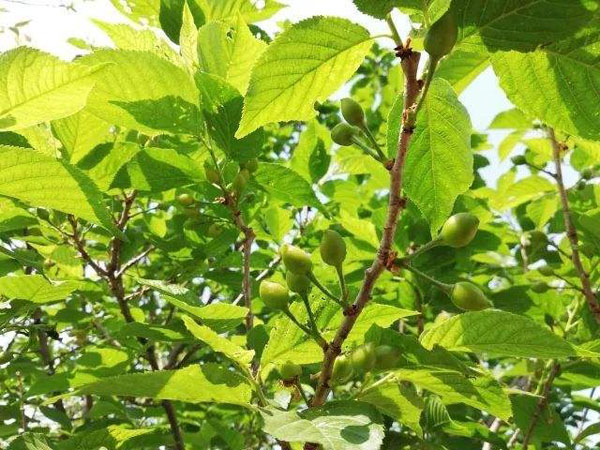 櫻桃樹