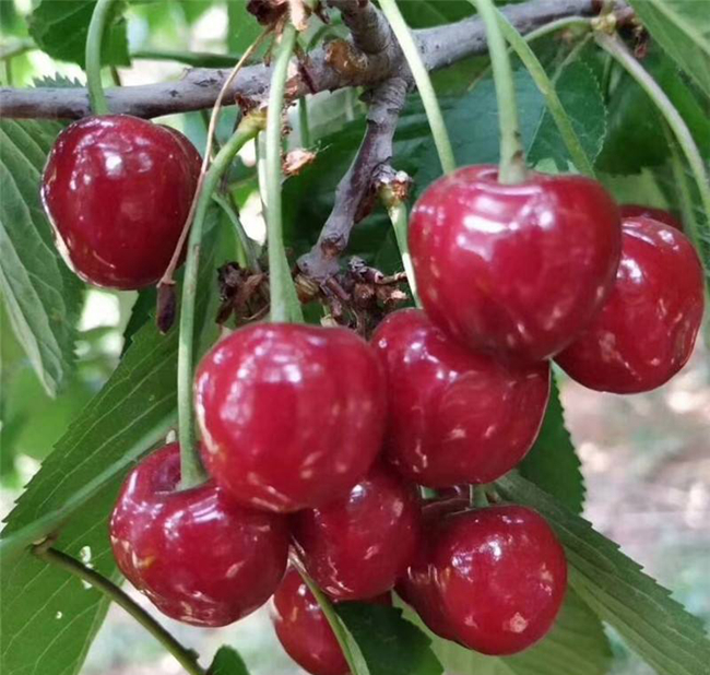 櫻桃樹.jpg 櫻桃樹.jpg