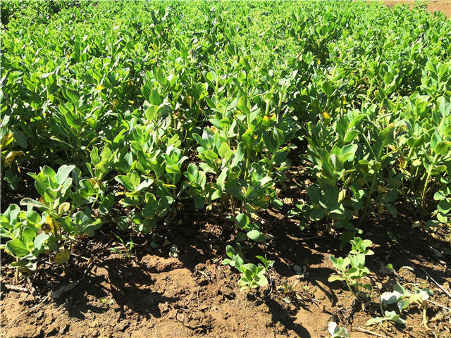 沭陽長景園林八寶景天種植基地實(shí)拍圖片