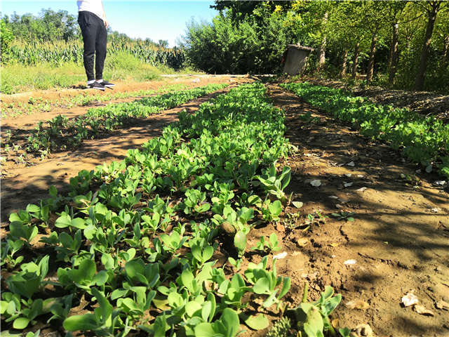 沭陽長景園林八寶景天種植基地實(shí)拍圖片