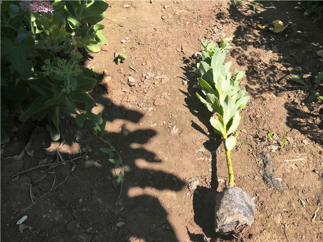 沭陽長景園林八寶景天種植基地實(shí)拍圖片