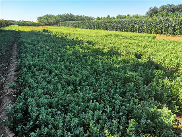 沭陽長景園林八寶景天種植基地實拍圖片 沭陽長景園林八寶景天種植基地實拍圖片