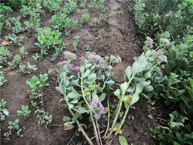沭陽長景園林八寶景天種植基地實拍圖片 沭陽長景園林八寶景天種植基地實拍圖片