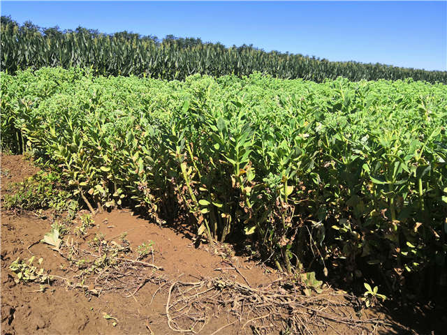 沭陽長景園林八寶景天種植基地實拍圖片 沭陽長景園林八寶景天種植基地實拍圖片