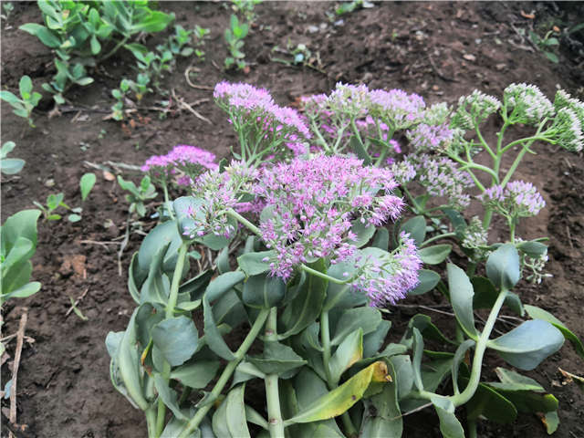 沭陽長景園林八寶景天種植基地實(shí)拍圖片