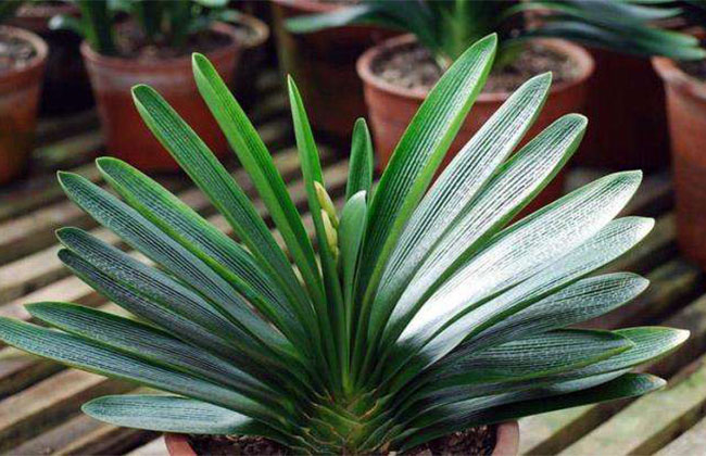 1605585748605751.jpg 君子蘭夾剪8.jpg