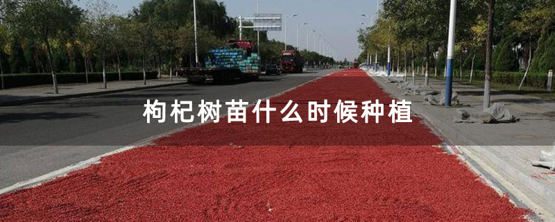 曬枸杞