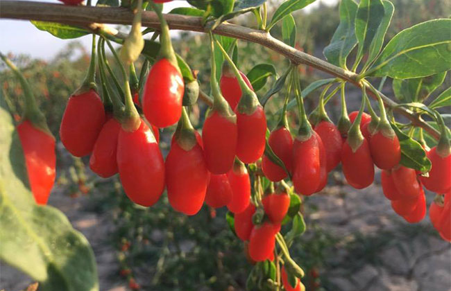 枸杞子多少錢一棵?2020年枸杞子價(jià)格最新行情預(yù)測(cè) 枸杞子多少錢一棵?2020年枸杞子價(jià)格最新行情預(yù)測(cè)