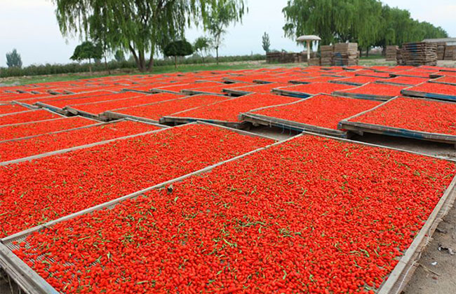 枸杞子多少錢一棵?2020年枸杞子價(jià)格最新行情預(yù)測(cè) 枸杞子多少錢一棵?2020年枸杞子價(jià)格最新行情預(yù)測(cè)