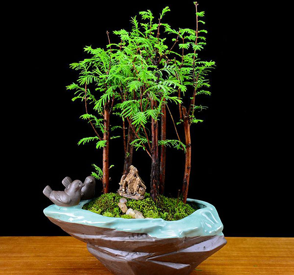 水杉盆景 水杉盆景