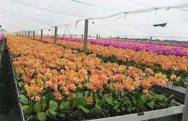 蝴蝶蘭花卉多少錢(qián)一棵?2020年蝴蝶蘭花卉價(jià)格最新行情預(yù)測(cè)