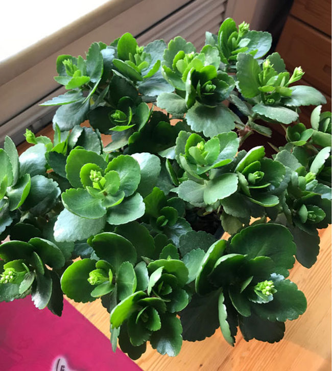 長壽花