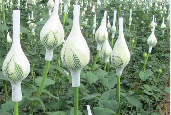 白色玫瑰的花語是什么?白色玫瑰的寓意和象征