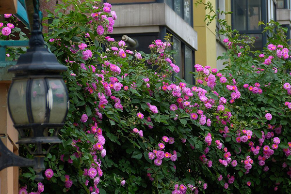 薔薇花