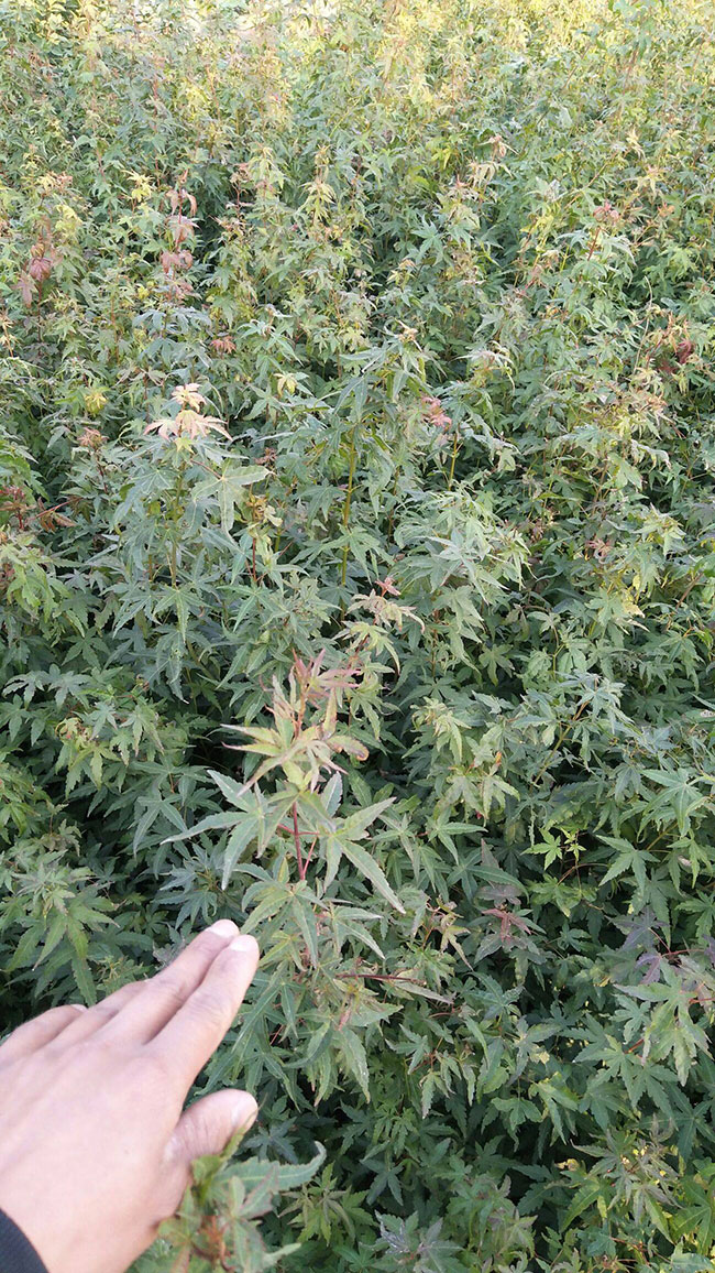 雞爪槭苗價格多少錢一棵?2020年雞爪槭最新價格 雞爪槭苗價格多少錢一棵?2020年雞爪槭最新價格