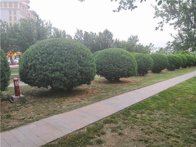 沭陽長景園林供應的大葉黃楊球實拍圖片