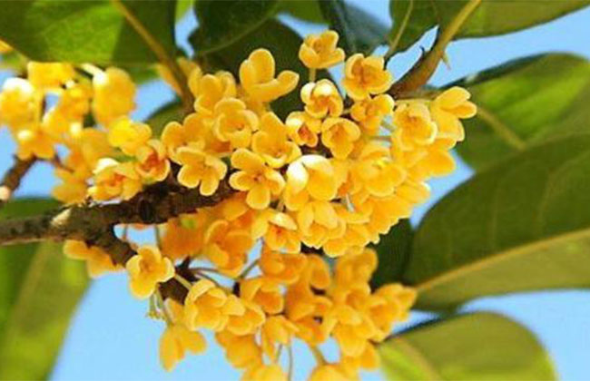 桂花的價格多少錢一棵?桂花種植方法和注意事項