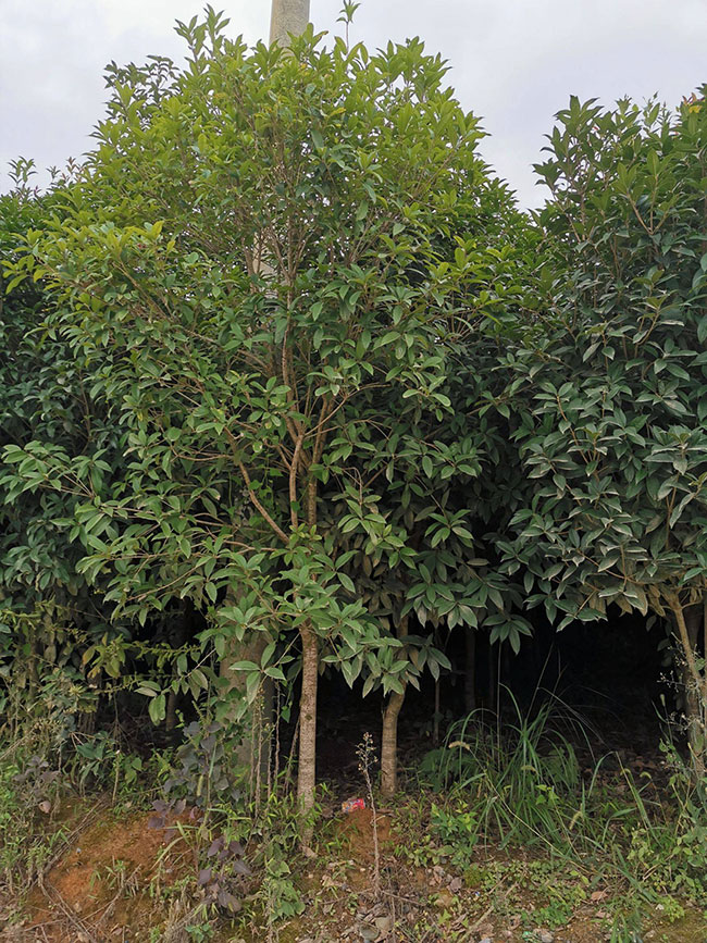 桂花的價格多少錢一棵?桂花種植方法和注意事項