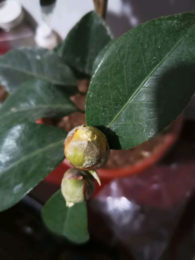 茶花