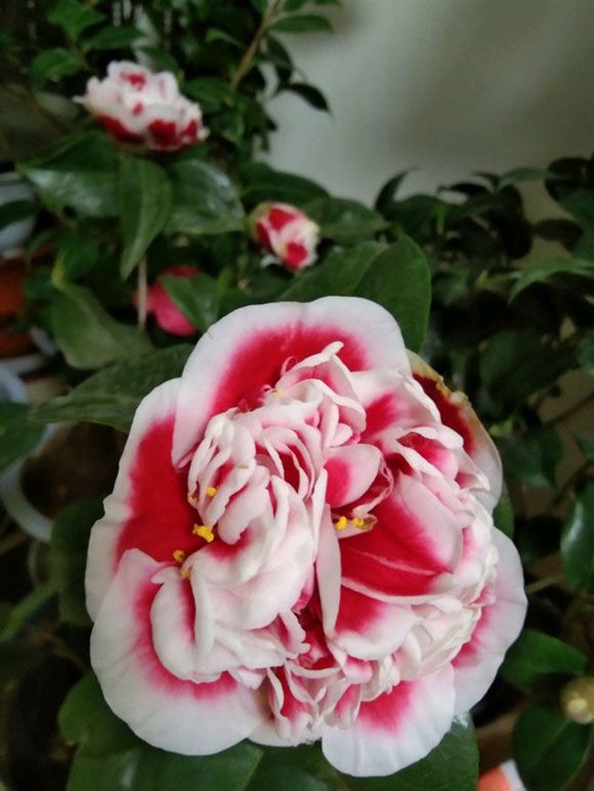 茶花