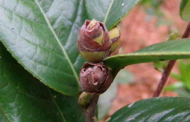 茶花