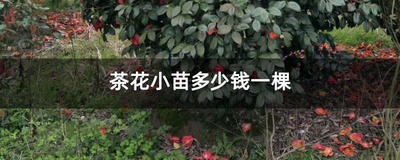 茶花小苗多少錢(qián)一棵