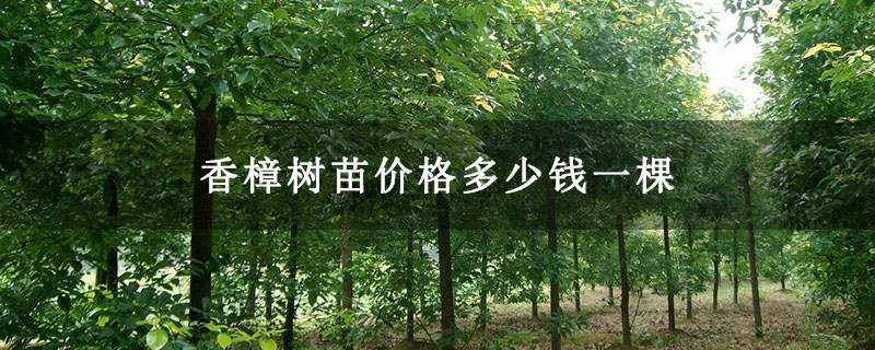 香樟樹苗價(jià)格多少錢一棵