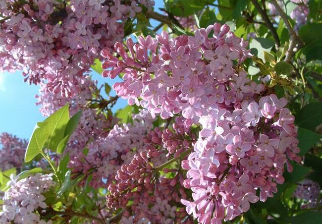 丁香花花語