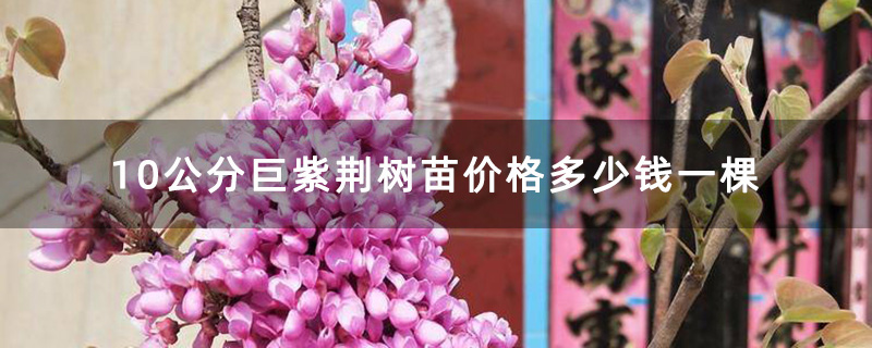 10公分巨紫荊樹(shù)