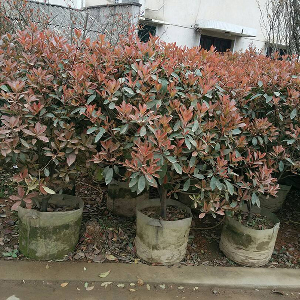 紅葉石楠