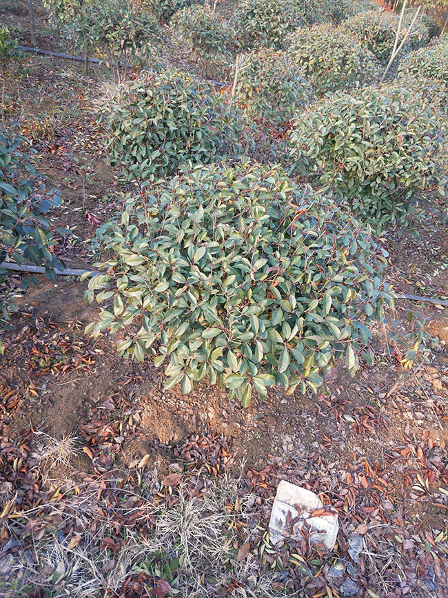 紅葉石楠球如何種植?紅葉石楠球種植技術(shù)及注意事項