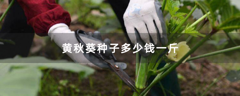 采摘秋葵