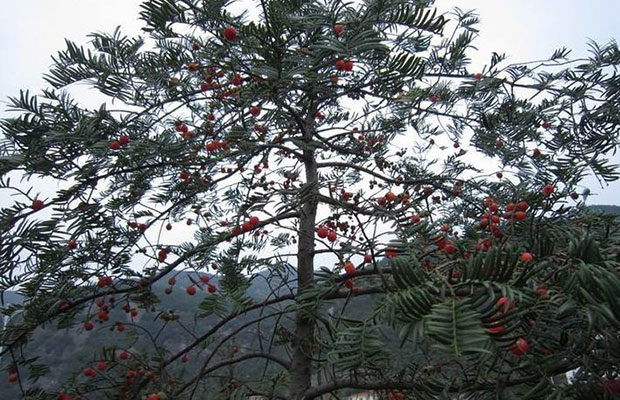 紅豆杉19.jpg