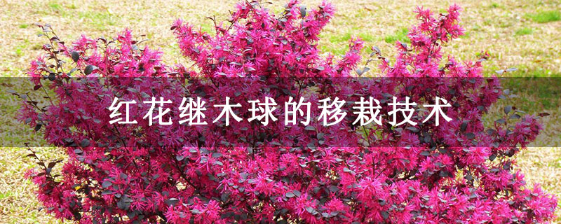 紅花繼木球